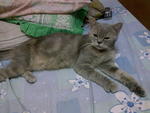 Lola - British Shorthair Cat