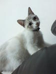 Abu &amp; Ali (Rip) - Tabby + Domestic Medium Hair Cat