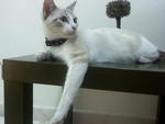 Abu &amp; Ali (Rip) - Tabby + Domestic Medium Hair Cat