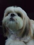 Baby - Shih Tzu Dog