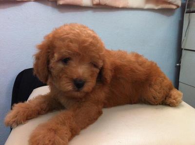 Home Breed Toy Poodle - Poodle Dog