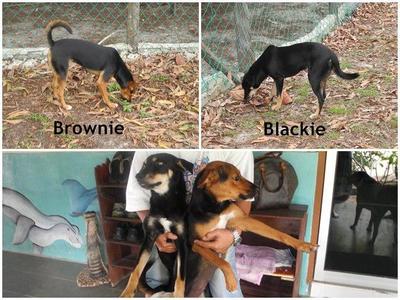 2 Dogs For Adoption - Mixed Breed Dog
