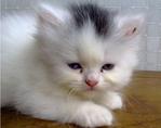 PF36073 - Persian Cat