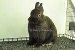 Netherland Dwarf - Black 7 - Netherland Dwarf Rabbit