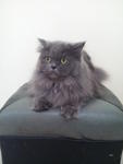 Phoebe - Persian Cat
