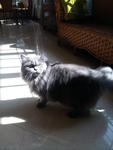 Phoebe - Persian Cat
