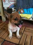 Male Puppy - Mixed Breed Dog