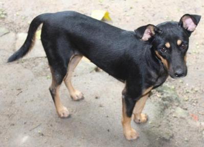 Bobby - German Pinscher Mix Dog