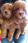 Red Toy Poodle With Cert Sale - Poodle Dog