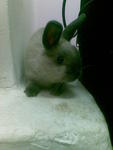 Siamese Smoke Pearl Nd Rabbit - Netherland Dwarf Rabbit