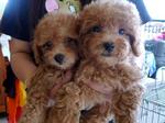 Red Toy Poodle With Mka - Poodle Dog