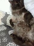 Domestic Long Hair Cat Sold - 10 Years 8 Months, Cmokey Black Prince ...