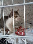 Cute Kitten Needs Home - Domestic Short Hair Cat