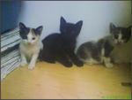 Little Strays Name Ayu And Manja - Domestic Short Hair Cat
