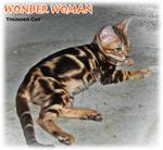 Wonder Woman (Golden Brown Marble) - Bengal Cat