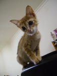 Little Alex The Cheras - Domestic Short Hair Cat
