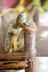Kim - Turtle Reptile