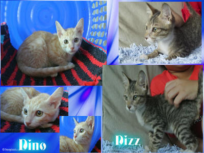 Dino &amp; Dizz - Domestic Short Hair Cat