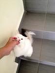 Anne - Domestic Medium Hair + Domestic Long Hair Cat