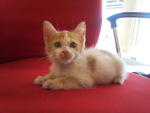 Handsome Boy For Adoption - Domestic Short Hair Cat