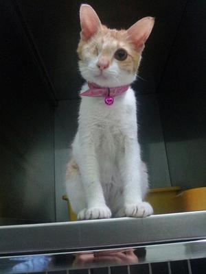 Bopeng - Domestic Short Hair Cat