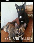 Goldie And Midnight - Domestic Short Hair Cat