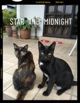 Goldie And Midnight - Domestic Short Hair Cat