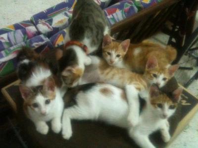 5 Cutie Kitty - Domestic Medium Hair + Bengal Cat