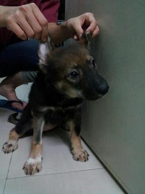 German Shepherd Dog Mix Puppy Adopted - 7 Years, Bubu Bear 