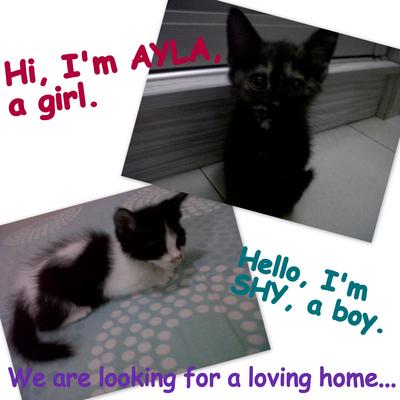 Ayla And Shy - Domestic Medium Hair Cat