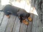 Dachshund Mix Mini Pinscher Pup - Dachshund + Miniature Pinscher Dog