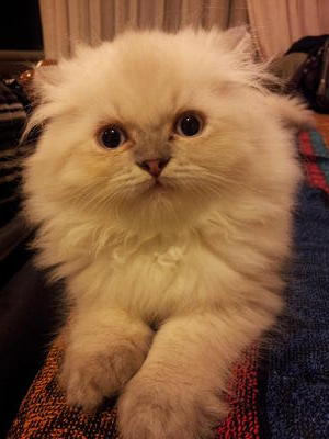 (Khepel) Pure Persian Semi-flat  - Persian Cat