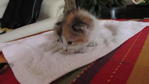 Angel - Domestic Medium Hair + Maine Coon Cat