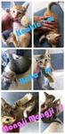 Kookie, Haha, Mongji - Domestic Short Hair Cat
