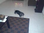 Bailey Lost At Semenyih - Shih Tzu + Terrier Dog