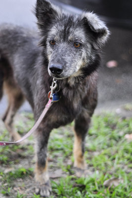 Wolf blue sales heeler mix