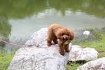 Kuselan - Poodle Dog