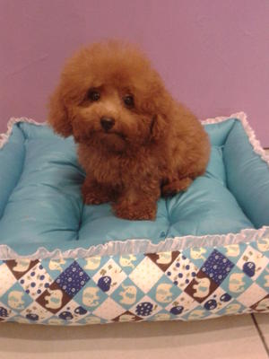 PF37980 - Poodle Dog