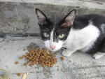 Cow Girl - Domestic Short Hair Cat