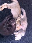 3 Kittens - Oriental Short Hair Cat