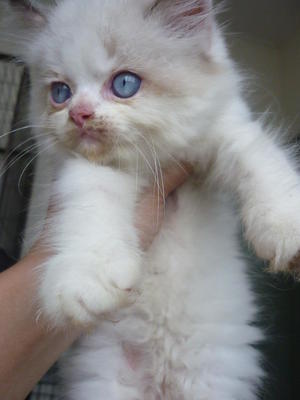 Minie - Ragdoll Cat