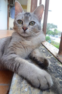 Monchhi - Domestic Short Hair Cat