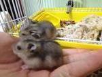 Hamster - Common Hamster + Short Dwarf Hamster Hamster