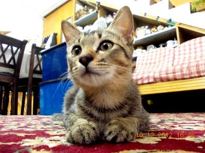 Comel - Domestic Short Hair Cat