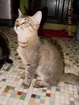 Comel - Domestic Short Hair Cat