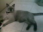 Tuah - Burmese Cat