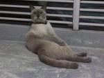 Tuah - Burmese Cat