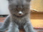 Bimo - Persian Cat