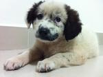 Baby  - Mixed Breed Dog