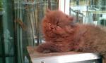 Flipper - Persian Cat